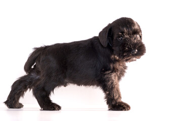 Snauzer dog isolated on white background. Miniature schnauzer puppy.