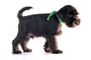 Snauzer dog isolated on white background. Miniature schnauzer puppy.