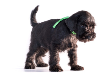Snauzer dog isolated on white background. Miniature schnauzer puppy.