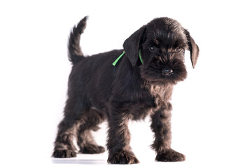 Snauzer dog isolated on white background. Miniature schnauzer puppy.