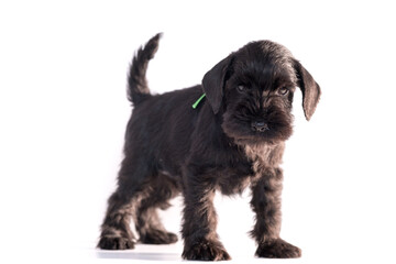 Snauzer dog isolated on white background. Miniature schnauzer puppy.