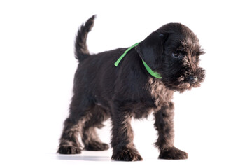 Snauzer dog isolated on white background. Miniature schnauzer puppy.