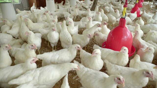 White chickens in large free range style chicken coup