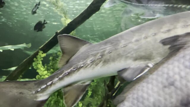 Aquarium full of fish at Mall of America