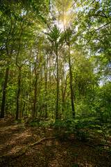 Wald