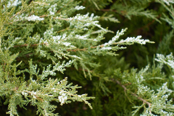 Green foliage of juniper covered with hoar frost in mid January