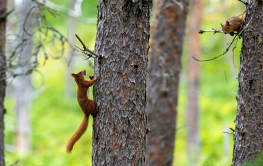 two Sciurus vulgaris squirrels in tree watching eachother 