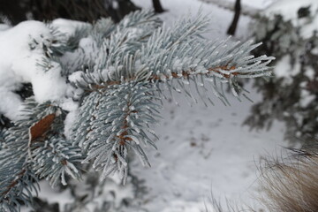 Blue green foliage of blue spruce  covered with hoarfrost and snow in mid January