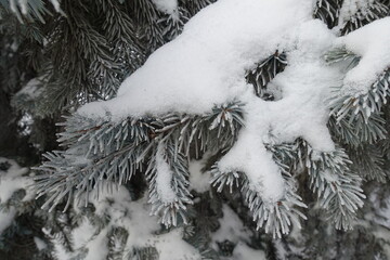 Branch of blue spruce  covered with snow and hoarfrost in mid January