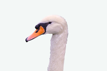 Head of white Swan isolated on white background