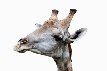 Close-up photo of giraffe face isolated on white background