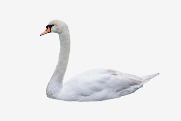 Beautiful white swan isolated on white background.