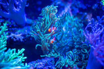 Beautiful aquarium with different types of fish and corals in the neon light in Prague, Czech republic