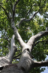 Tree with trunk and crown of leaves