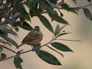 Pink browed rose finch bird on branch