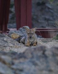 gray fox in patagonia resting