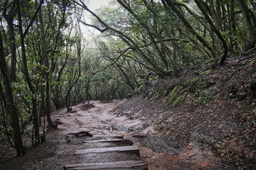 Anaga Rural Park Tenerife, laurel forest in the fog in December