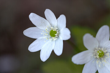 Wild white anemones blooming in spring in the forest