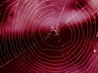 evanescent cobweb on purple background