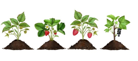 set of seedlings of strawberries, raspberries and currants in a fertile soil with roots, a clod of earth and a sprout, a growing concept. eco-soil substrate, hand-drawn, isolated on a white background