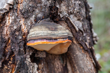 Red belt conk (Fomitopsis pinicola) or red belted bracket fungus growing on a  wild cherry (Prunus avium)  tree.  
 - obrazy, fototapety, plakaty
