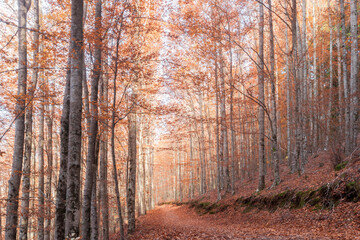 Fototapeta na wymiar São Lourenço Beech Tree Forest, pathway leaves fall in ground landscape on autumnal background in November, Manteigas, Serra da Estrela, Portugal.