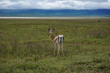 Observing Thomson's Gazelle in the Ngorongoro Crater