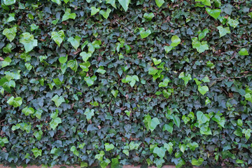 A wall covered with ivy