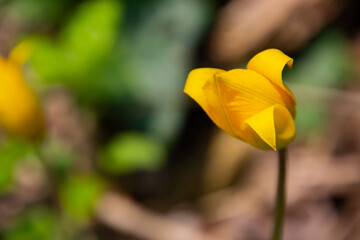 Close up of a rare yellow wild tulip with bokeh and copy space, also called Tulipa sylvestris or Weinberg Tulpe