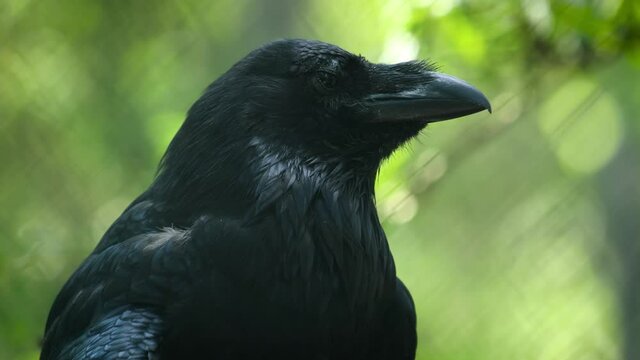 Common raven (Corvus corax), also known as the northern raven, is a large all-black passerine bird. Found across the Northern Hemisphere, it is the most widely distributed of all corvids.