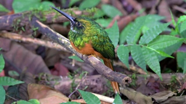 rufous-tailed jacamar (Galbula ruficauda), Parque Nacional Braulio Carrillo, Costa Rica, Central America
