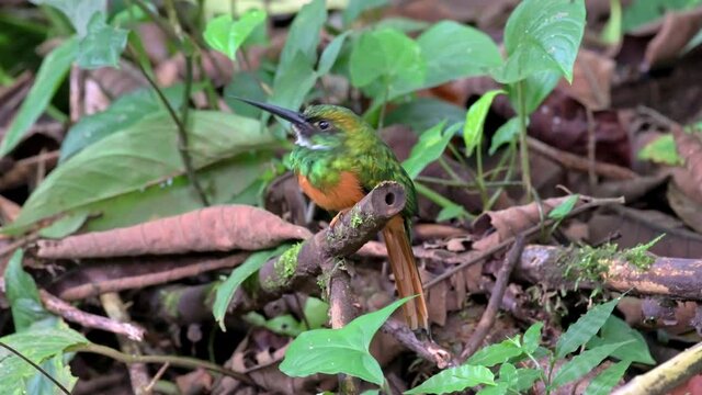 rufous-tailed jacamar (Galbula ruficauda), Parque Nacional Braulio Carrillo, Costa Rica, Central America
