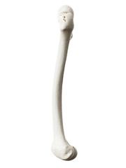3d rendered illustration of the femur