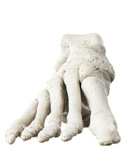 3d rendered illustration of foot bones