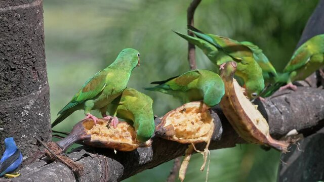 group of orange-chinned parakeet (Brotogeris jugularis) on a feeder of Maquenque Eco Lodge, Costa Rica, Central America