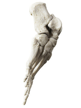 3d rendered illustration of foot bones