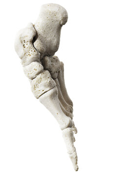 3d rendered illustration of foot bones