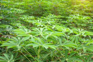 row of cassava tree in field. Growing cassava, young shoots growing. The cassava is the tropical food plant,it is a cash crop in Thailand. This is the landscape of cassava plantation in the Thailand.