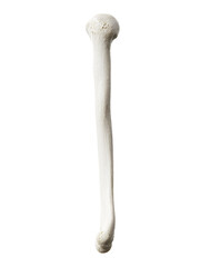 3d rendered illustration of the humerus