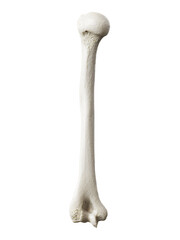 3d rendered illustration of the humerus