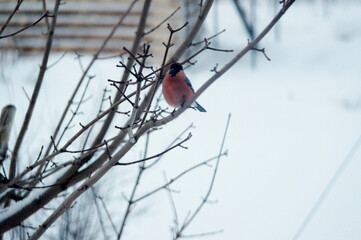 bullfinches on a tree branch