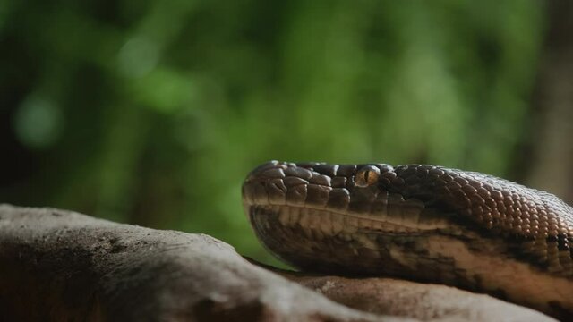 The head of a large reticulated python on a tree branch. Sticks out tongue