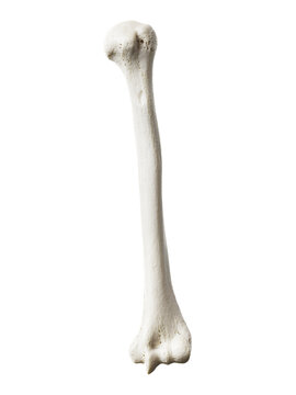 3d rendered illustration of the humerus