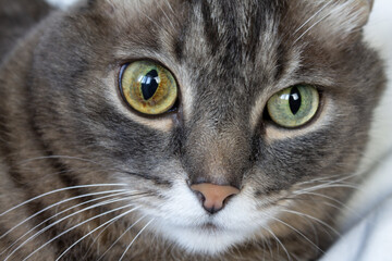 Naklejka na ściany i meble Cute gray striped domestic cat with eyes of different colors, close-up. Eye diseases in cats