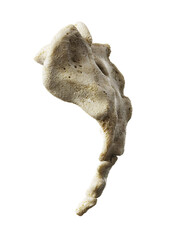 3d rendered illustration of the sacrum