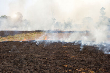 Plakat Burning rice straw in the middle of the field destruction of natural resources