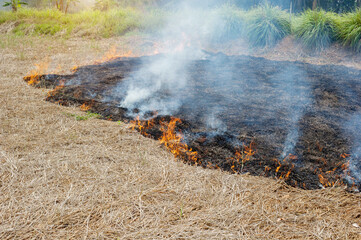Burning rice straw in the middle of the field destruction of natural resources