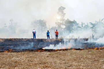 Burning rice straw in the middle of the field destruction of natural resources