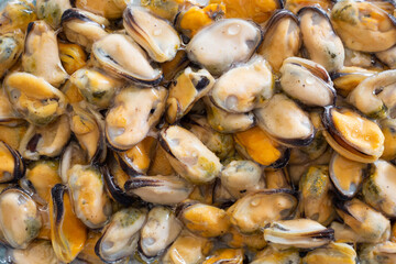 Group of fresh mussels