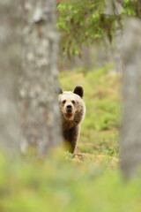 Young brown bear cub peeking between the trees in the forest at summer